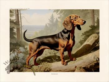 CFA Dog Dachshund 02